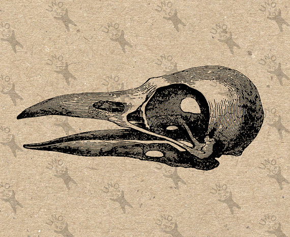 570x466 Vintage Image Crow Raven Skull Bird Instant Download Digital