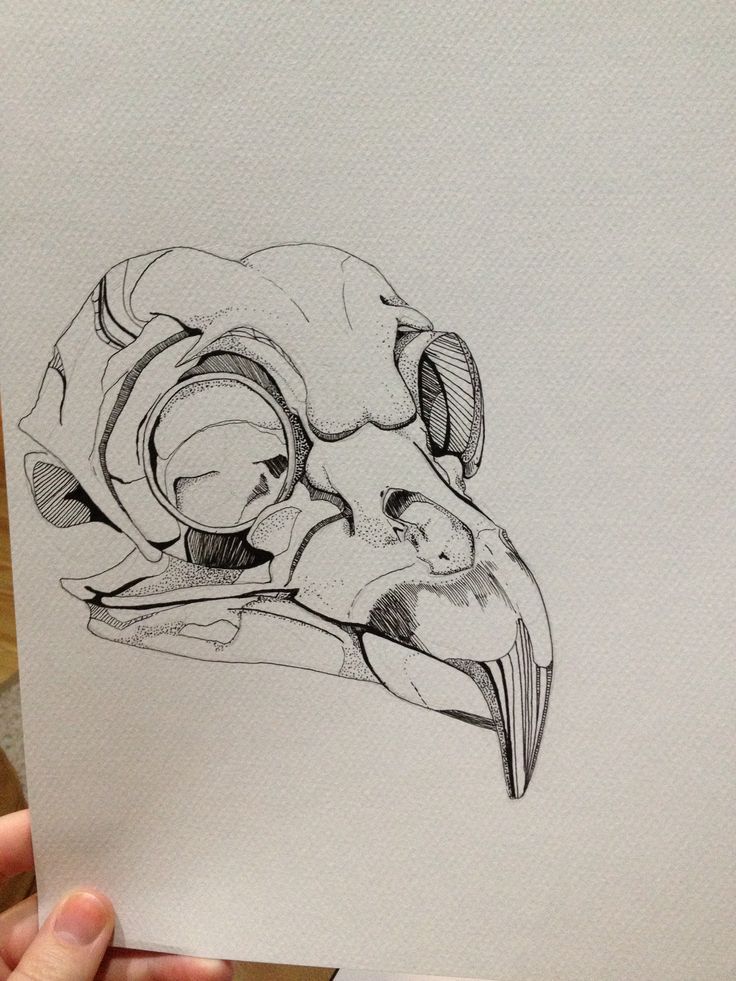 736x981 Raven Skull Drawing