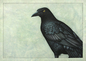 300x212 Ravens Drawings Fine Art America
