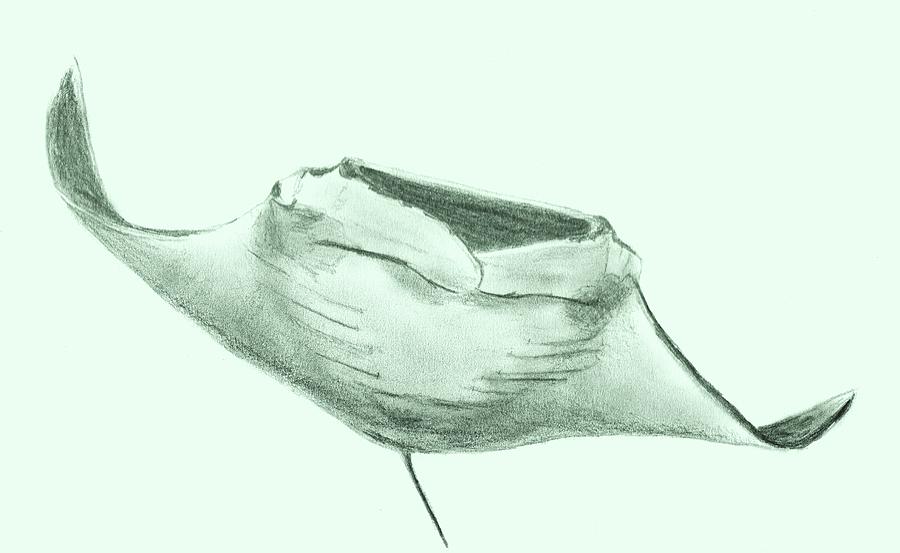 900x553 Manta Ray Drawing By Sheryl Brandes