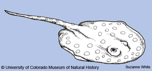 500x236 University Of Colorado Museum Of Natural History Harvester Ants