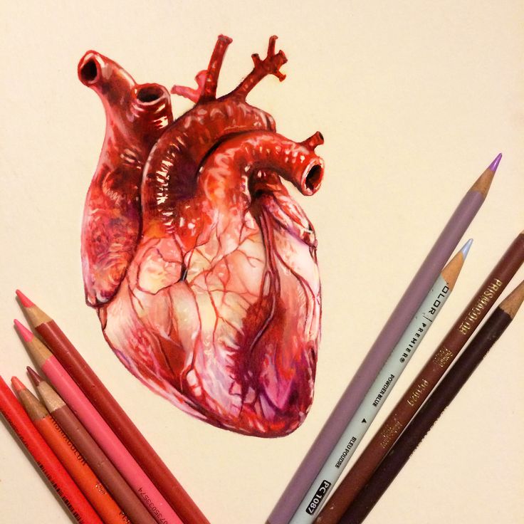 736x736 Real Heart Illustration Color