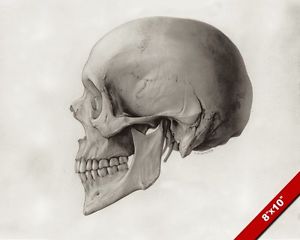 300x240 Human Skull Side Profile Anatomy Illustration Painting Art Real