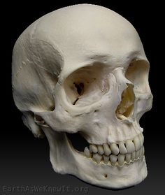 236x279 Pin By Whitney Havok On References Anatomy, Real