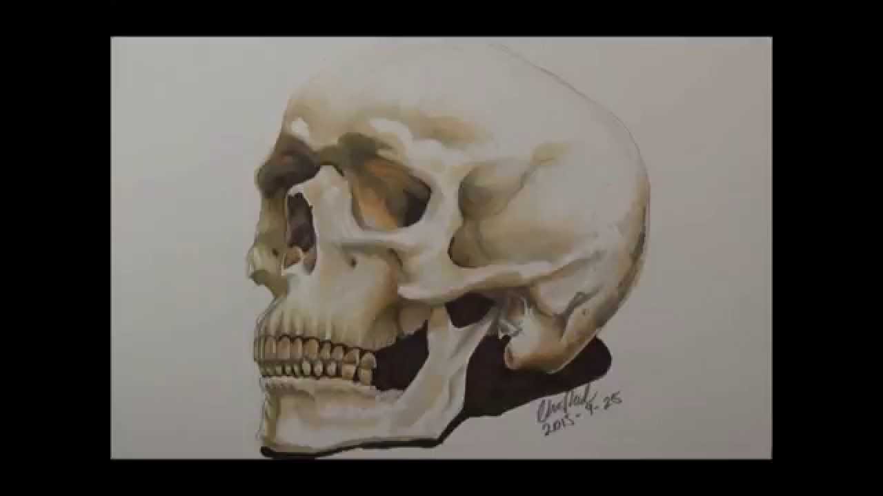1280x720 Real Human Skull [Speed Drawing]