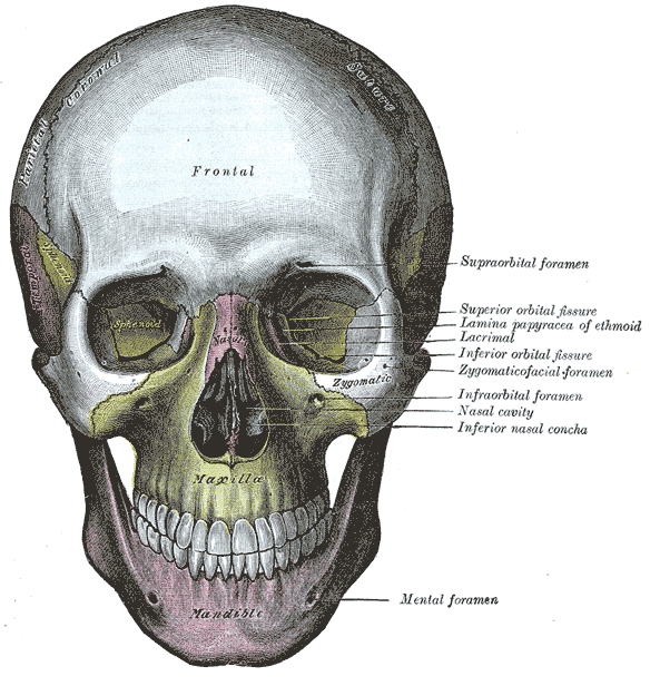 593x616 Skull Anatomy For Artists Drawn In Black