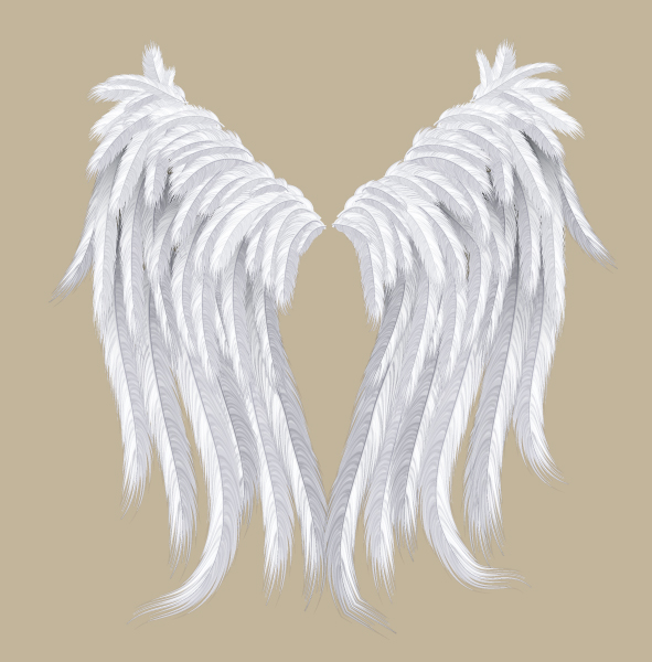 591x600 Create A Feather Brush And Set Of Detailed Wings In Illustrator