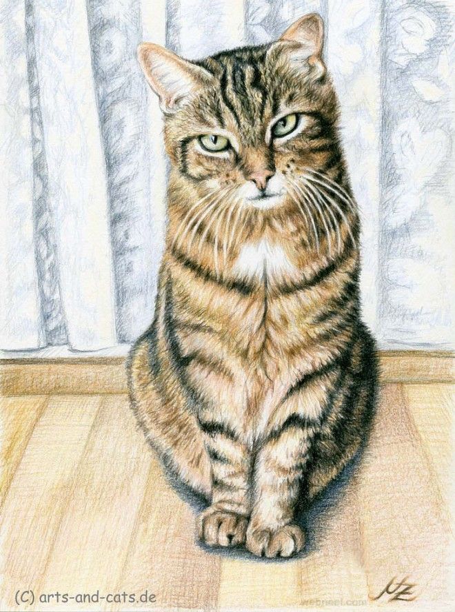660x888 25 Beautiful And Realistic Animal Drawings Around The World