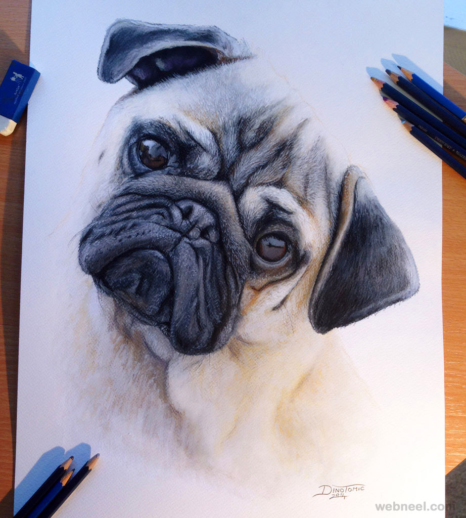 922x1024 25 Beautiful And Realistic Animal Drawings Around The World