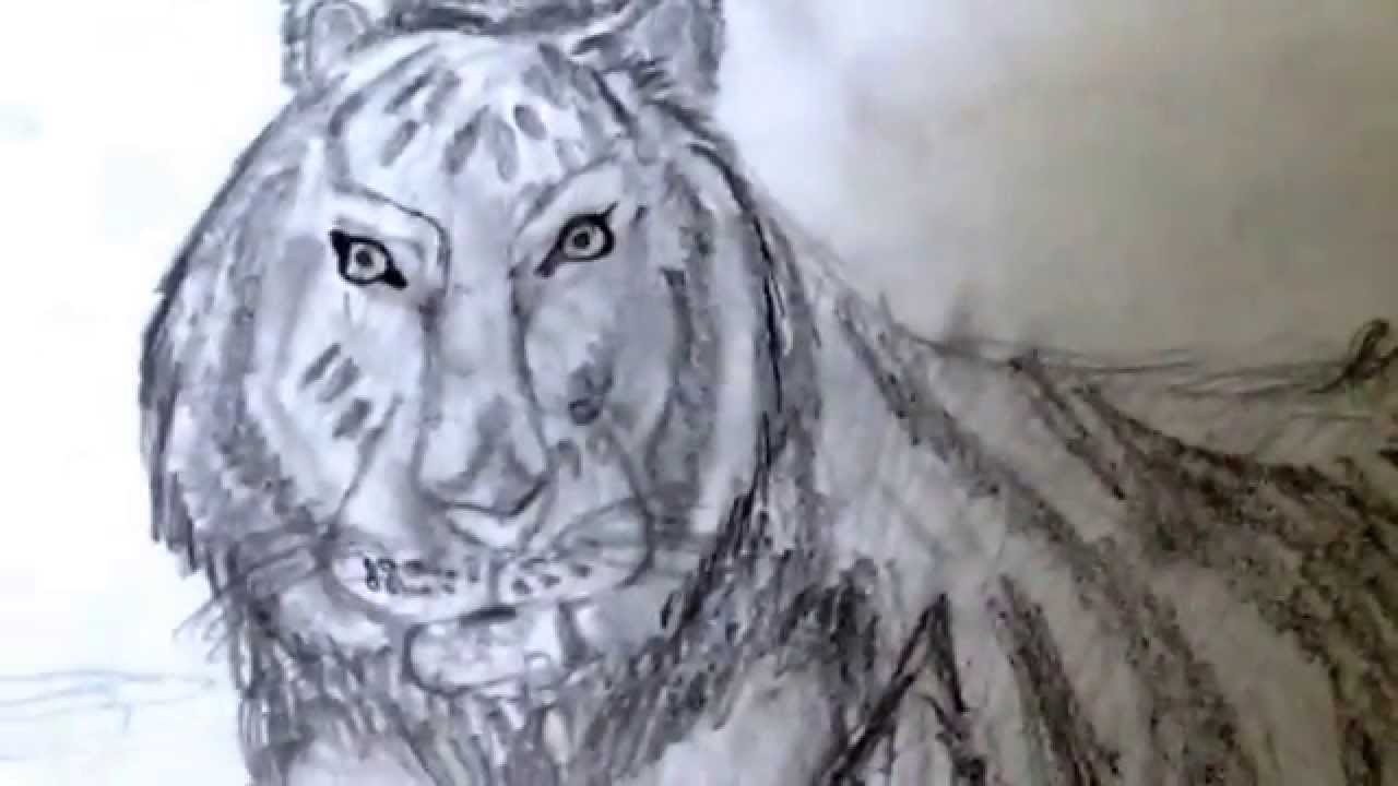 1280x720 My Realistic Animal Drawings)