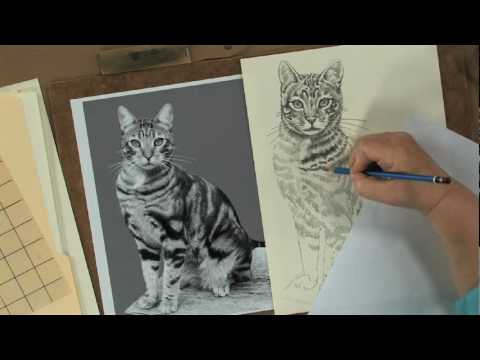 480x360 Preview Keys To Drawing Realistic Animals With Claudia Nice