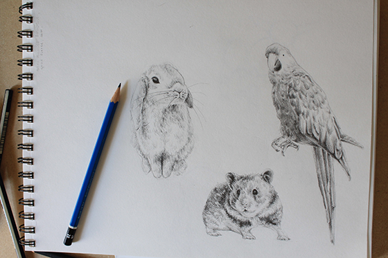 560x373 How To Draw Bunnies, Birds And Hamsters