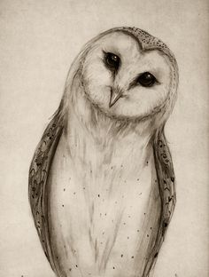 236x312 Barn Owl Sketch Art Print