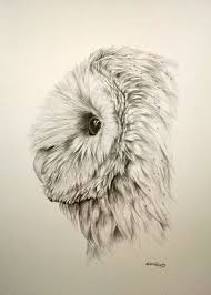 190x266 Image Result For How To Draw A Realistic Barn Owl Drawings