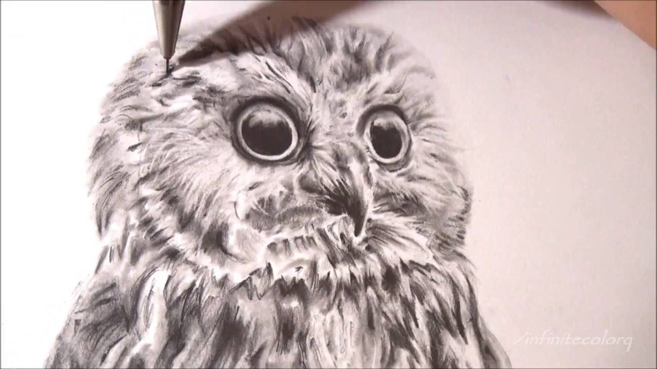 1280x720 Realistic Owl
