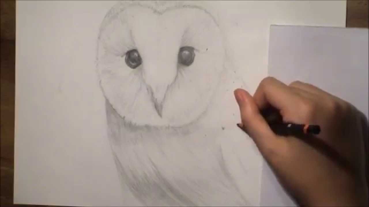 1280x720 Realistic Barn Owl Drawing
