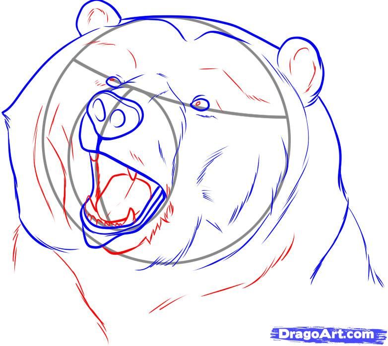 782x698 Bear Drawings How To Draw A Realistic Bear, Draw Real Bear