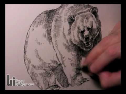 480x360 Drawing A Grizzly Bear (American Wildlife T Shirts Series)