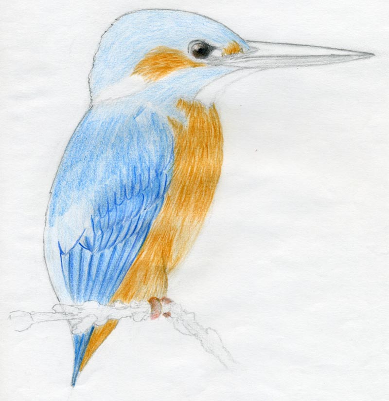 800x823 How To Draw A Bird And What You Need To Know