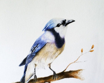 340x270 Original Drawing, Realistic Colored Pencil Bird, Cute Robin