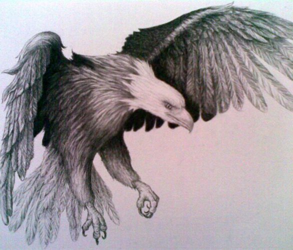 586x500 Realistic Bird Drawing Drawing Realistic Pencil