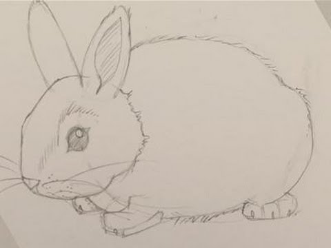 480x360 How To Draw A Baby Bunny