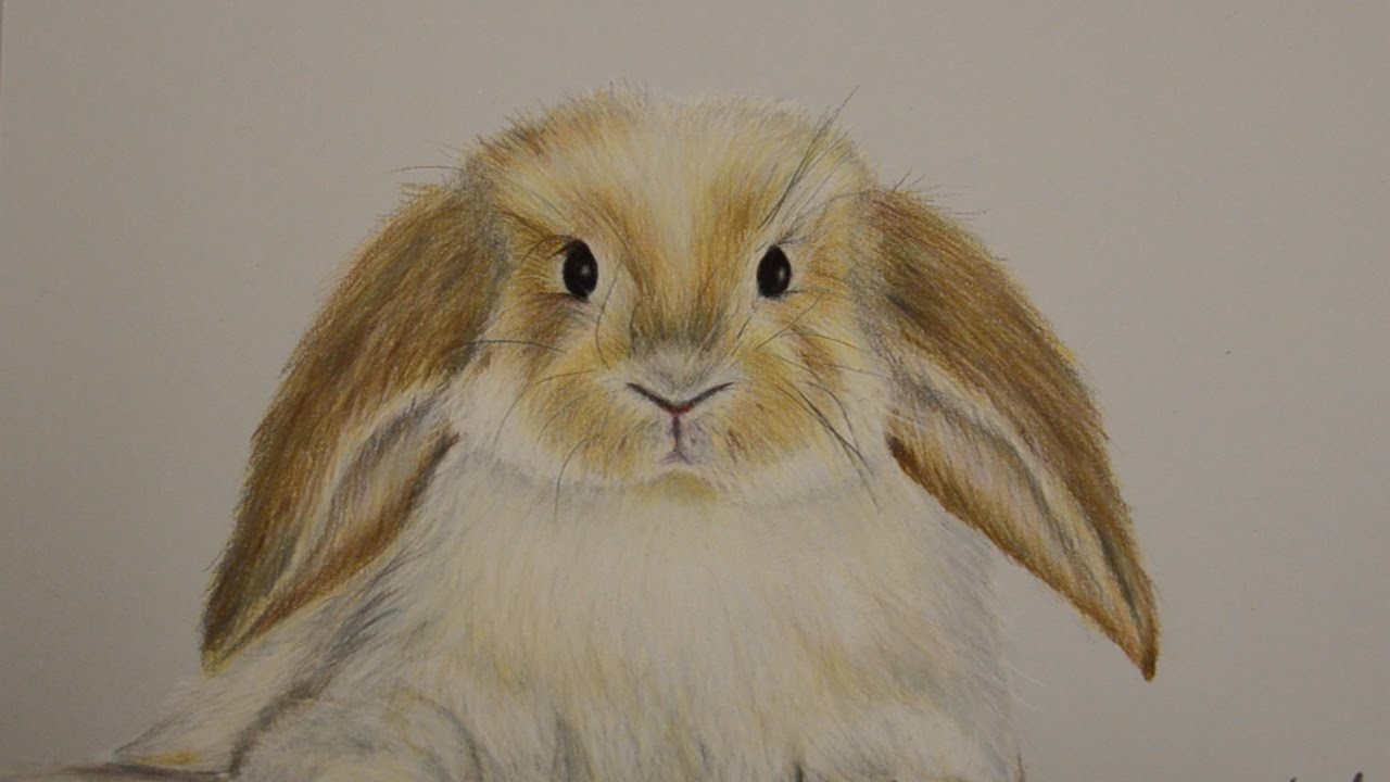 1280x720 How To Draw A Realistic Bunny