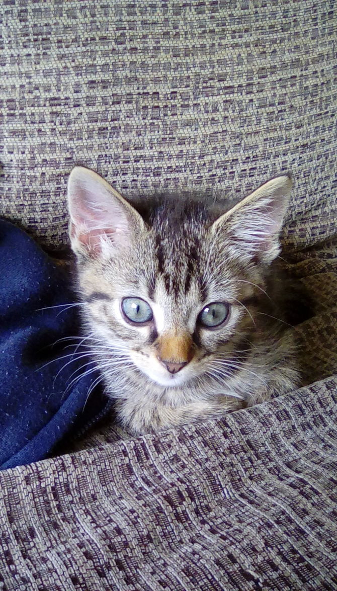 670x1175 How To Draw A Realistic Cat's Face 11 Steps (With Pictures)