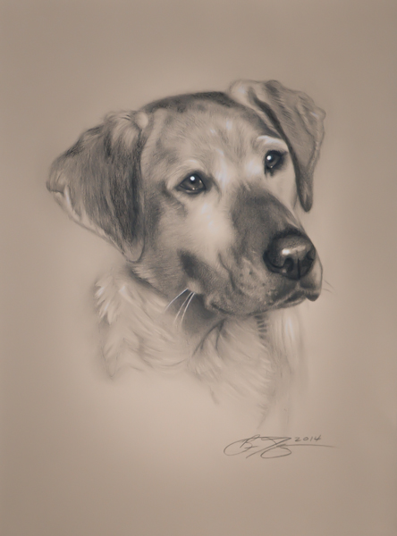 444x600 Realistic Dog Drawing By Golfiscool On Honden