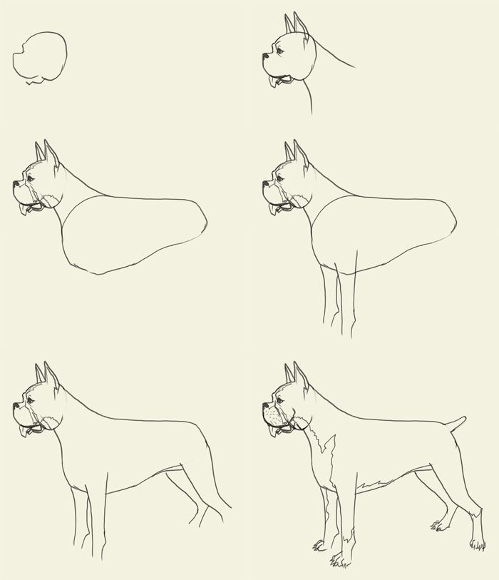 700x813 205 Best Dog Drawings Images On Dog Drawings
