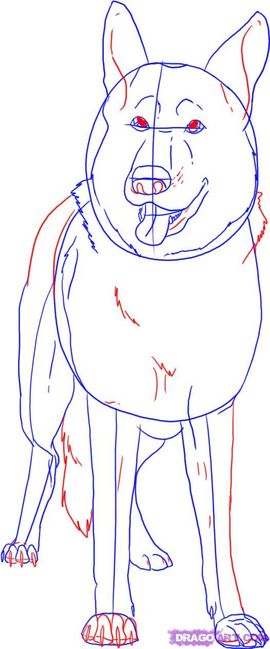 525x1263 How To Draw A German Shepherd, Step By Step, Pets, Animals, Free