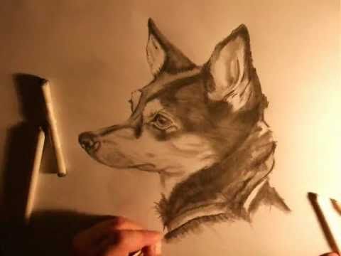 480x360 How To Draw A Realistic Dog