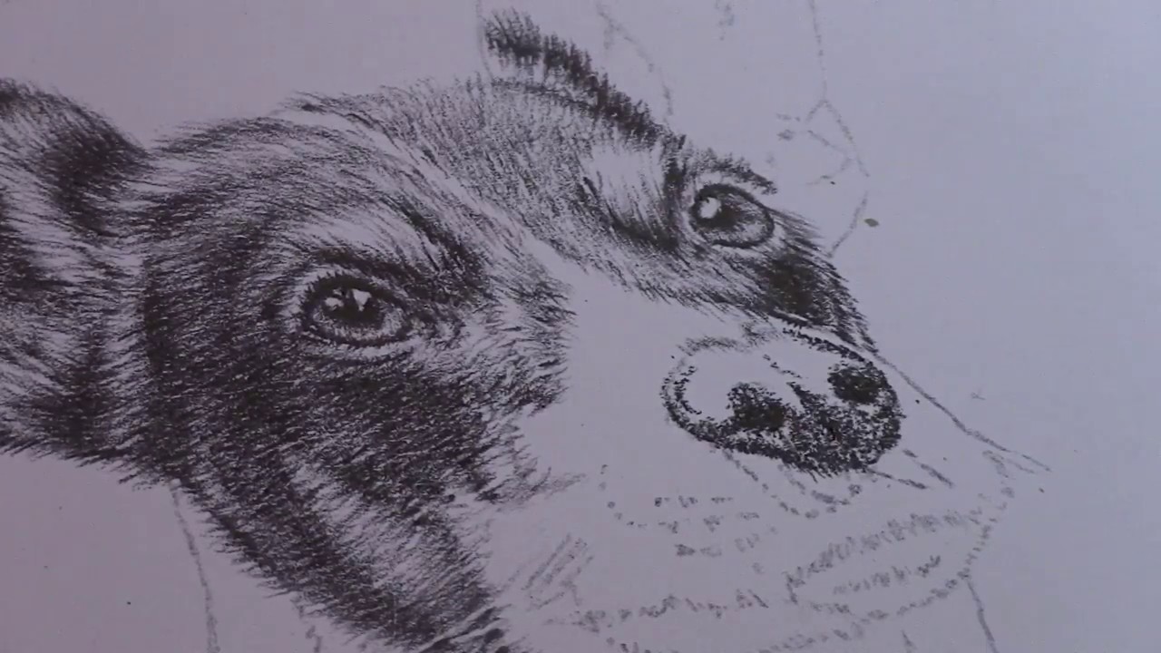 1280x720 How To Draw A Realistic Dog Nose