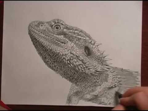 480x360 Bearded Dragon Speed Drawing