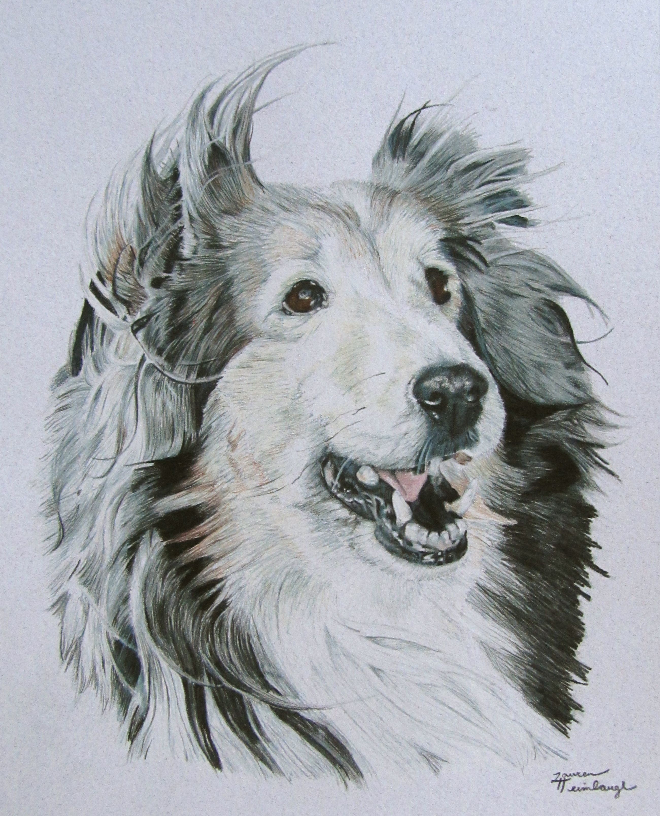 2601x3216 Pet Portrait By Lauren Heimbaugh Animals Colored