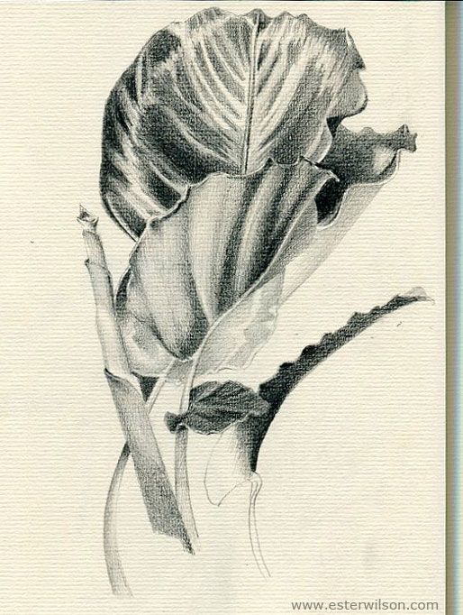 514x682 43 Best Plant Realistic Drawing Images On Flower