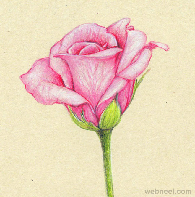 660x665 Flower Drawings Rose 3