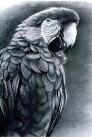 191x283 How To Draw Realistic Pets From Photographs Places To Visit