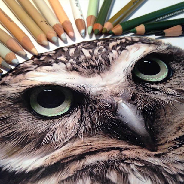 612x612 Realistic Animal Drawings Surrounded By The Tools Used To Create