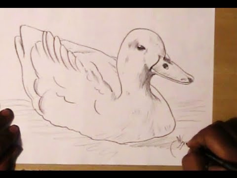 480x360 How To Draw A Simple Duck Yzarts Yzarts