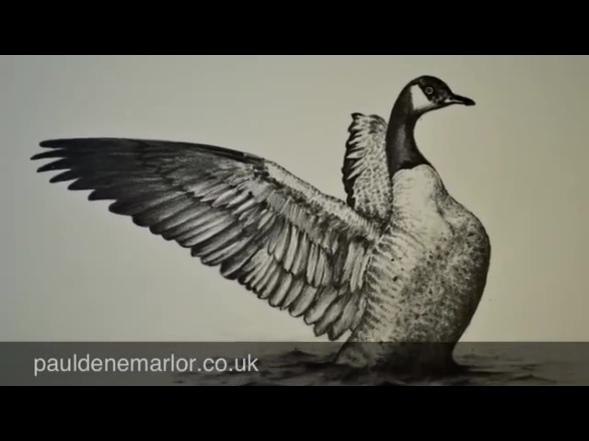 2048x1536 Pencil Drawing Of A Canada Goose