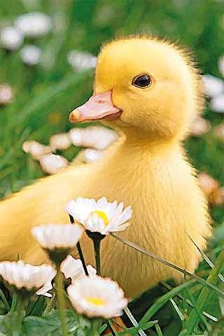 320x480 This Application Will Help You To Learn How To Draw Cartoon Duck