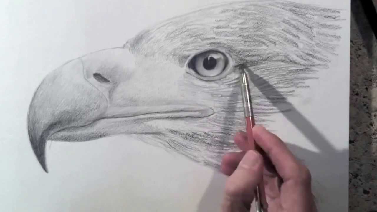 1280x720 How To Draw A Realistic Eagle Head