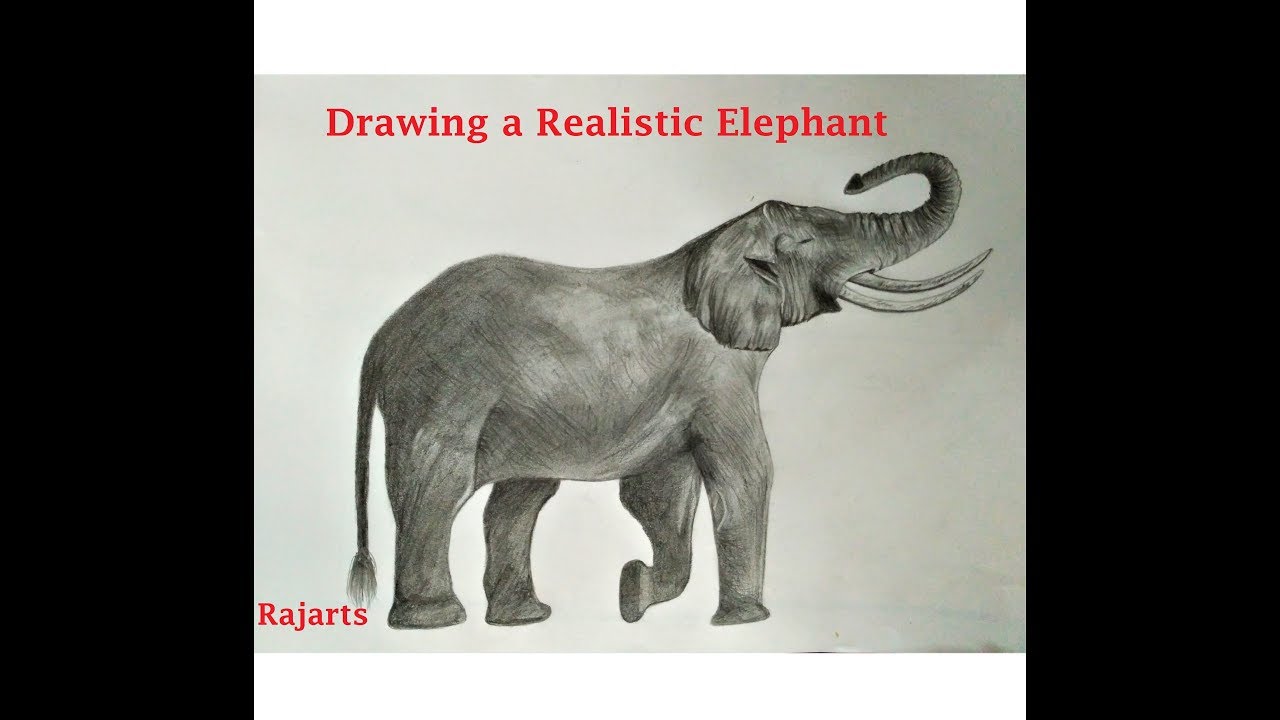 1280x720 How To Draw A Roaring Elephant Amazing Sketch