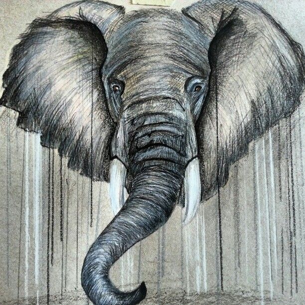 Realistic Elephant Drawing at GetDrawings | Free download Realistic Drawings Of Elephants