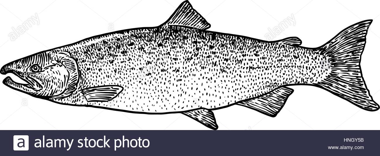 1300x535 Salmon Fish Illustration, Drawing, Engraving, Line Art, Realistic