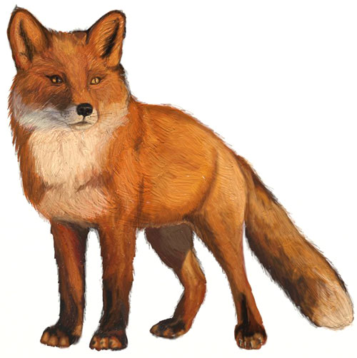 500x502 How To Draw A Fox