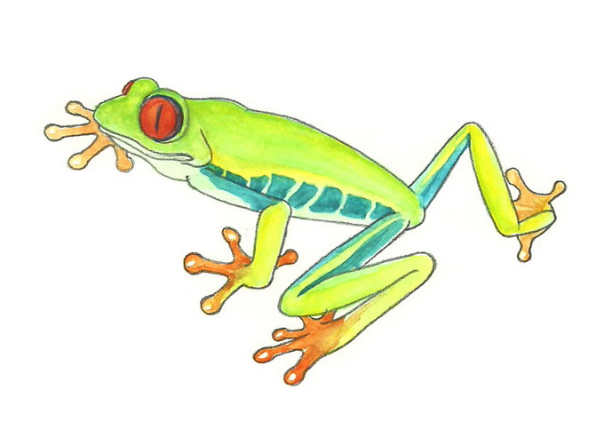 680x484 How To Draw A Rainforest Frog 6 Steps (With Pictures)