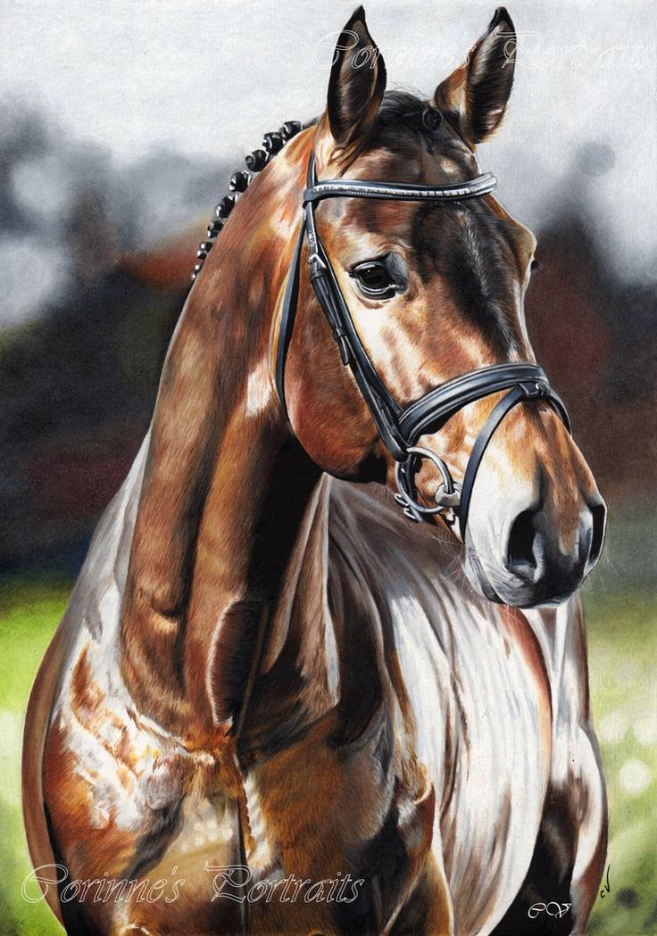 736x1049 Pictures Colored Drawings Of Horses,