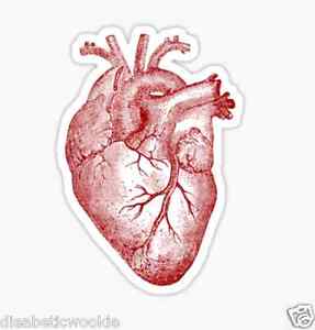 287x300 Realistic Human Heart Sticker Decal Car Laptop Scrapbook Ebay